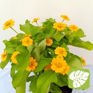 Melampodium / Butter Daisy IOB