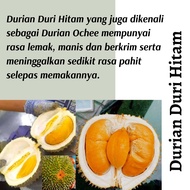 (Real Plant) Anak Pokok Durian Duri Hitam  cpt berbuah  (Black Thorn) atau Ochee