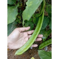 Biji Benih Pokok Kacang Parang