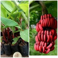 Bibit Pisang Merah /Pisang Kidang Enak