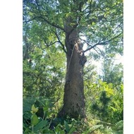 元茂園藝龍潭園區/乘涼用/巨無霸樟樹 八十年樹齡 假植中+斷根處理完成隨時可全樹型移植