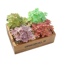 Succulent plant cactus green plant