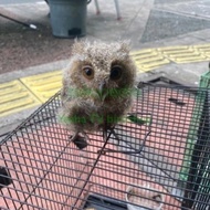 Promo Burung Hantu Clepuk Anakan Jinak Total