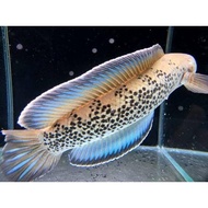 Channa Stewarti Karbialong size 6-8cm chana stewartii