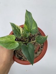 anthurium brownii variegata (corong)