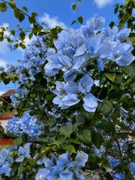 3 Keratan Cutting Bunga Kertas Blue Sliver Cutting Bougainvillea Bougainvilla Flower Plant - 3 Cutti