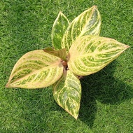 Tanaman Hias Aglaonema / Aglonema Maeswara / Maheswara Realpict