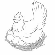 Makanan Ayam Kate/Serama Agar Cepat Bertelur/Pakan Bertelur
