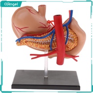 CCAngel 2:3 Human Stomach Pancreas Anatomical Model School Teaching Lab Accs