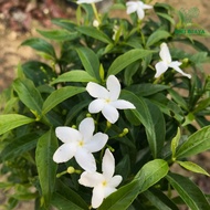 Jasmine Jeliti/Ervatamia(Pokok Bunga Hidup/Pokok Hiasan Luar Rumah/Real Live Outdoor Plant)-Seri Bja