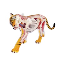 4D人體動物拼圖 4D半透視老虎組合模型
