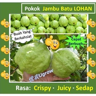 Anak Pokok Jambu Batu Lohan 罗汉番石榴 树苗 Sapling Guava Lohan