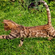 kucing bengal female betina