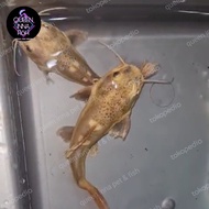 RTC PLATINUM IKAN PREDATOR RED TAIL CATFISH MORPH RARE