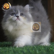 Kucing Anggora Persia Himalaya Ragdoll Munchkin Peaknose