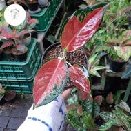 tanaman hias aglonema red kocin