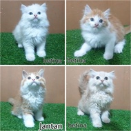 PROMO JUAL KITTEN ANAK KUCING ANGGORA PERSIA ANGORA 2.5 BULAN JANTAN