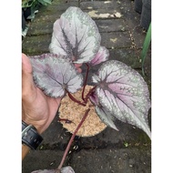Sindo - Begonia Sp Live Plant Q5835OKJI7