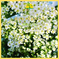 Biji Benih Bunga Gypsophila White Flower Seeds ( 50 Seeds )