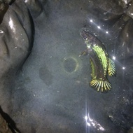 Avatar Gordon X Avatar Gold