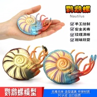 Simulation Ancient Marine Life Parrot Snail Undersea Ammonite Model Toy Plastic Children Science Edu