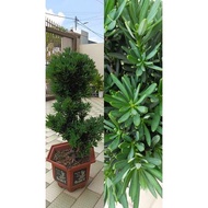 XT POKOK PODOCARPUS LOTUS BUDDHIST PINE 莲花罗汉松 Pokok Rohan Pine Styling 3 Kaki Feng Shui Hidup Premiu