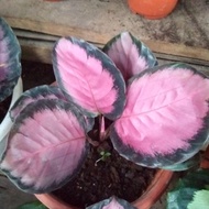 calathea crimson (Thai variety)