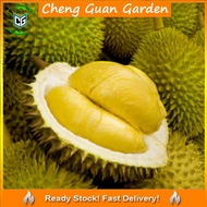 Anak Pokok Durian D24 Sultan King Import Dari Thailand