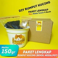DIY RUMPUT KUCING /Rumput Gandum Paket Lengkap Pot/Media/Benih 20-25gr