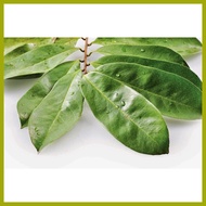 ∇ ♧ ✟ Guyabano Soursop Seeds 10seeds