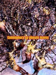 Commiphora sp pinnate leaves 索馬里羽葉沒藥