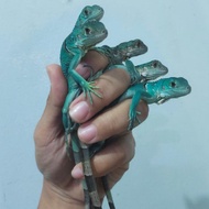 baby iguana blue