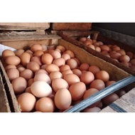 telor telur ayam negri / telur puyuh - telur ayam 1/2kg