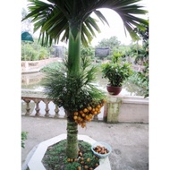 Cây cau lùn xịn cao 1m2 (ảnh thật)