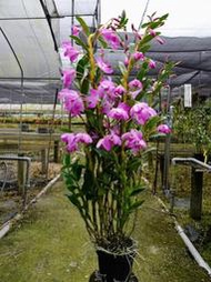 台灣原生蘭Den. linawianum 櫻石斛(罕見~花大+花紅~來滿滿的花苞)超大叢