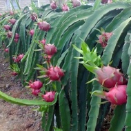 Dragon Fruit Seed Easy Plant Courtyard Balcony Indoor Outdoor Potted Plant Home Plant Four Seasons V
