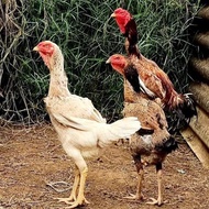 3 BUTIR TELUR AYAM INDIO GIGANTE