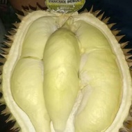 DUREN MONTONG PALU UTUH / DURIAN MATENG POHON TERLENGKAP