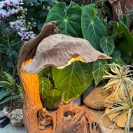 CD05 - Handmade driftwood lamp