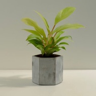 黃金蔓綠絨│泥作系列│福所栽