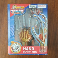 Hand anatomy model 4d puzzle