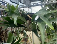 鹿角蕨P. willinckii x P.diversifolium (KFL)療癒-文青、蕨類植物、雨林植物-IG網紅-觀葉-室內植物-天南星-觀葉