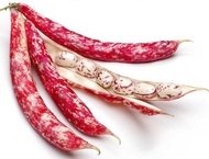 Dwarf french bean Borlotto Linue seed -