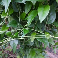 Daun Cincau jelyy per 1 kg