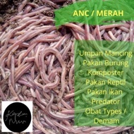 Serba Serbu cacing ANC cacing tanah cacing merah