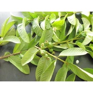 HIJAU Wet Guava Leaves/Fresh Green Guava Leaves per sheet