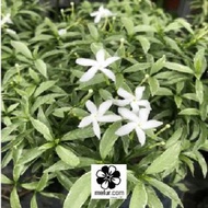 MM- Pokok Bunga Jasmine Renek Daun Batik / Variegated Ervatamia Dwarf Plant / 狗牙花 / Pokok Bunga / Outdoor Plant