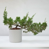 真柏 | 日曬系綠植生活 低調但超有個性