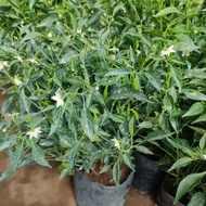 siling labuyo /chili pepper