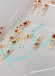 紅白水晶蝦 [KC水藝］觀賞蝦